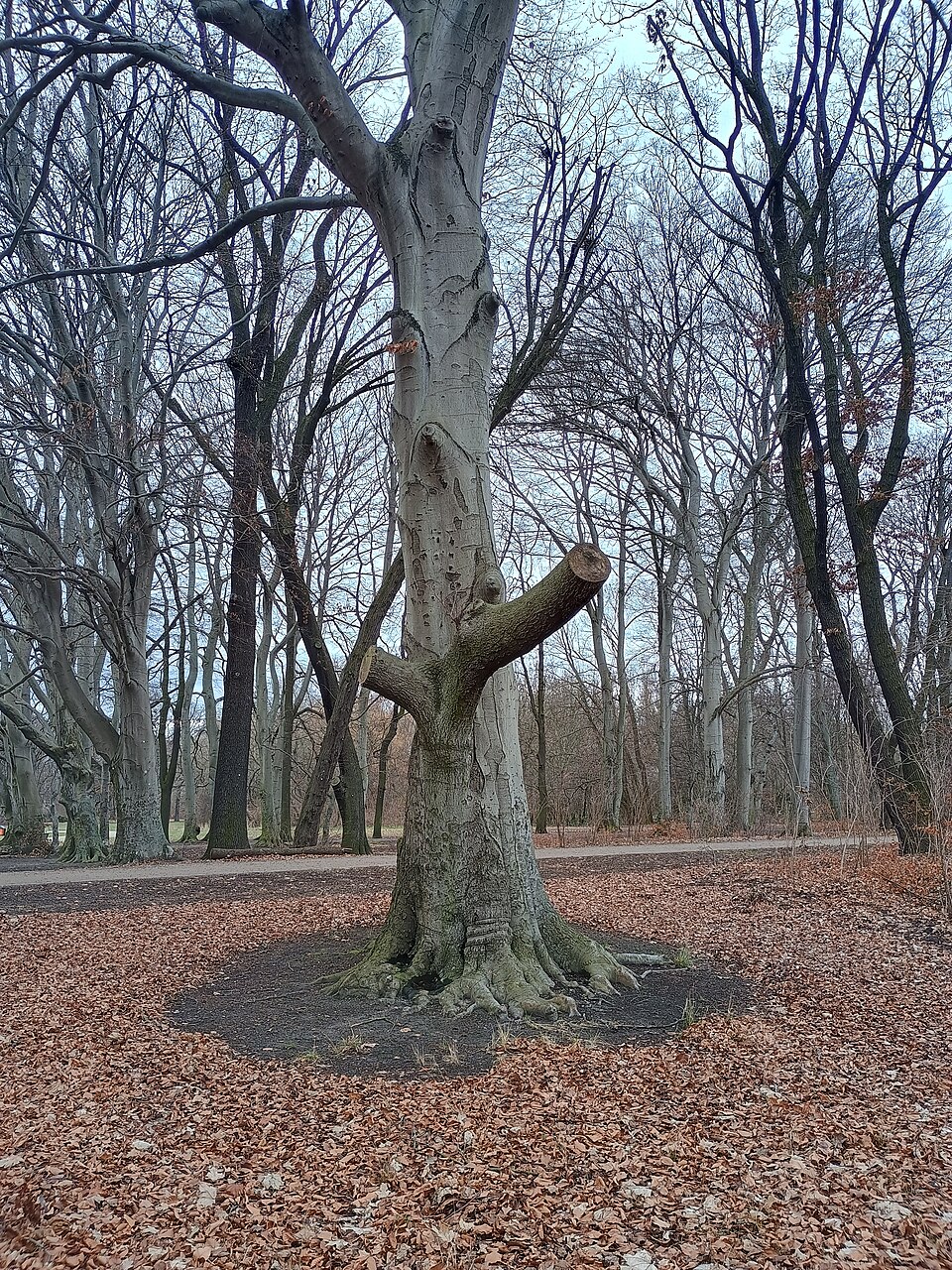 A photograph of Treptower Park